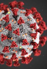 COVID-19 Virus