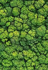 Practice_Green Chemistry Forest