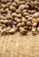 Hemp seeds