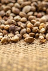 Events_Cannabis Hemp seeds