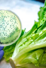 Testing lettuce in a lab