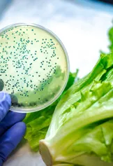 Testing lettuce in a lab