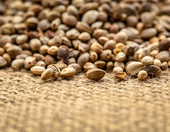 Hemp seeds
