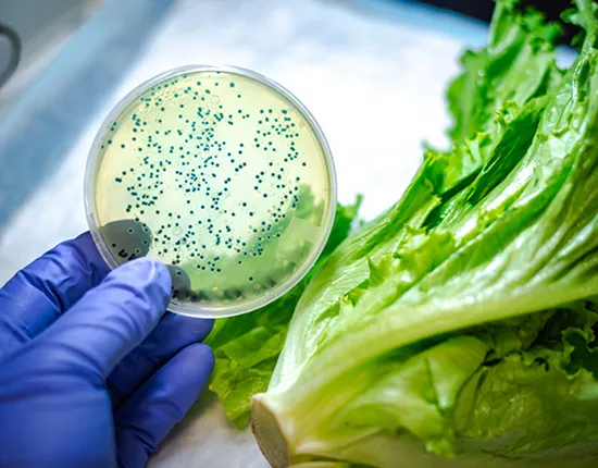 Testing lettuce in a lab